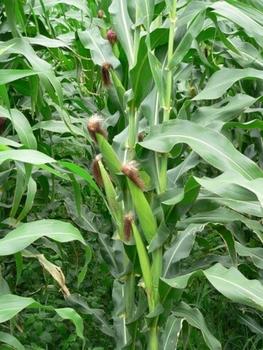 Maïs production de l'hybride CIRAD416 © Jacques Dintinger, Cirad