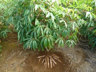 Manioc plantation de manioc indemnes de CMV et CBSV © Jacques Dintinger, Cirad