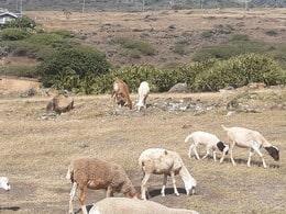 St Francois moutons sur pature dégradée © Cirad